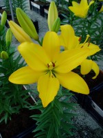 [1632 BeauSoleil No01.JPG]